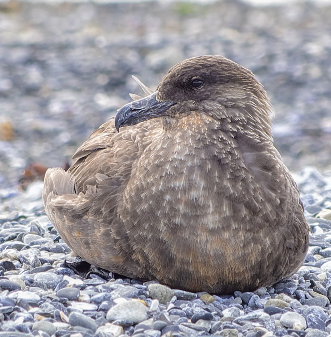 image Chilean Skua